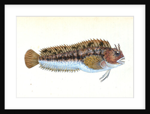 Gattorugine Blenny, Blennius Gattorugine by E. Donovan