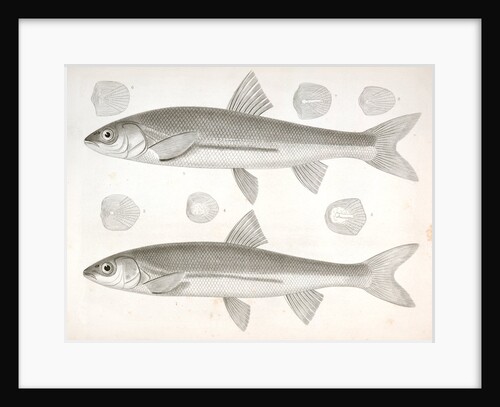 1-4. Mylocheilus frateculus; 5-8. Mylocheilus lateralis by George Suckley