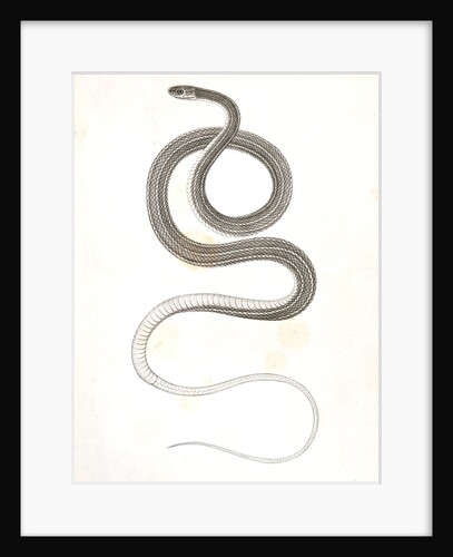 Eutania faireyi, young, Prairie Water Snake by George Suckley