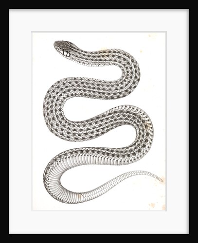 Eutania haydenii, Hayden's Garter Snake by George Suckley