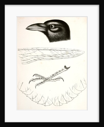 Corvus americanus, American Crow by George Suckley