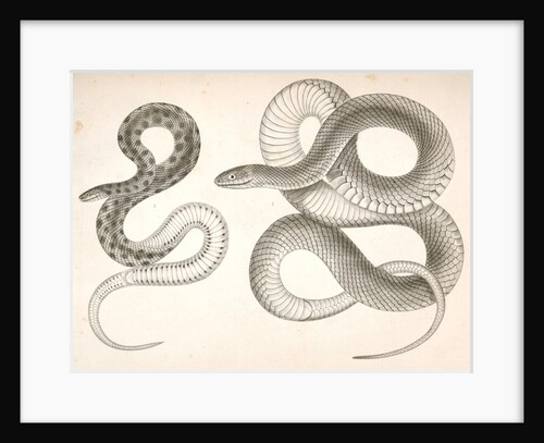 1. Bascanion vetutustus, Blue Racer (Washington Territory); 2. Regona Kirtlandii, Kirtland's Snake by George Suckley