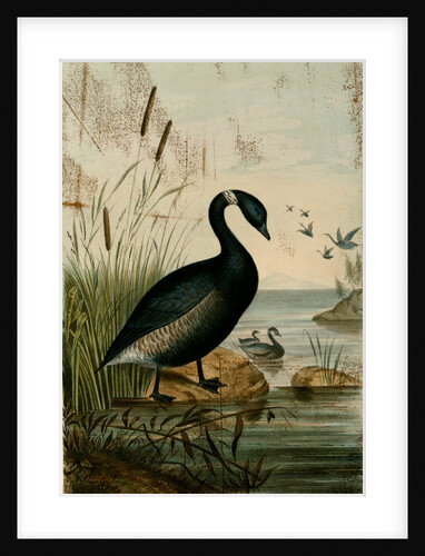 Bernicla nigricans, the Black Brant by George Suckley