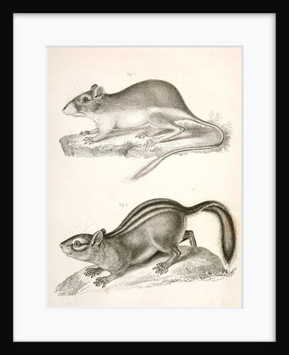 2. Townsend's Striped Squirrel by George Suckley