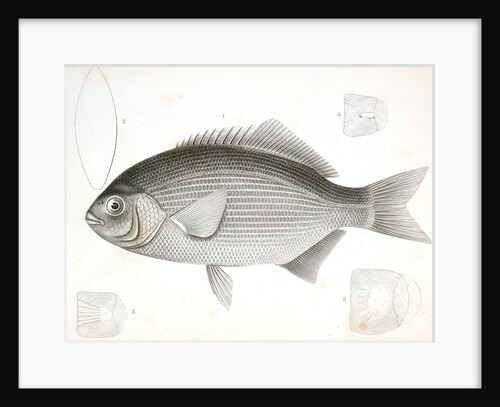 Embiotoca perspicabilis, The Sapphire Perch by George Suckley