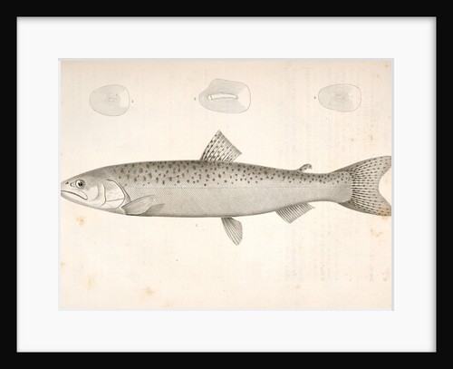 1-4. Salnmo quinnat, young, Quinnat Salmon by George Suckley