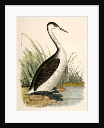 Podiceps occidentalis, Long-necked Grebe by George Suckley