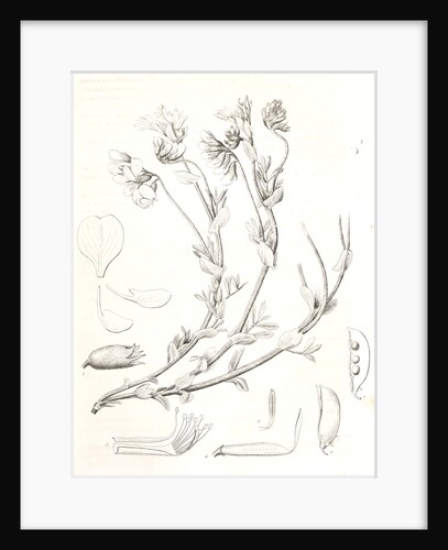 Untitled by George Suckley