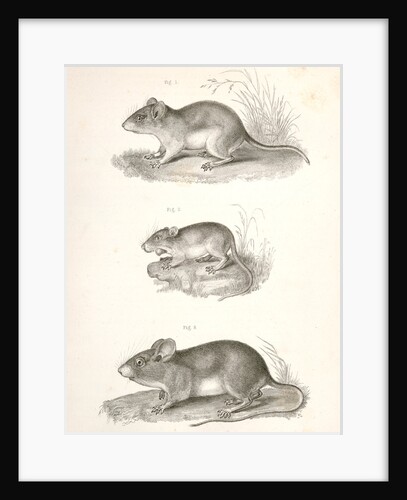 Untitled by George Suckley