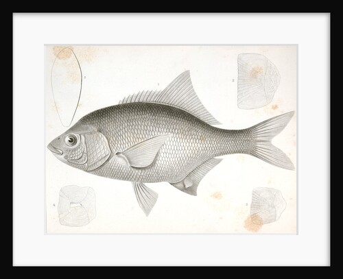 Damalichthys vacca, Silvery Perch by George Suckley