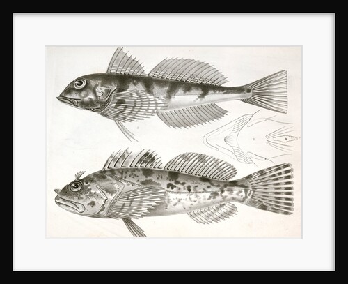 Fishes by George Suckley