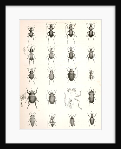 Untitled by George Suckley