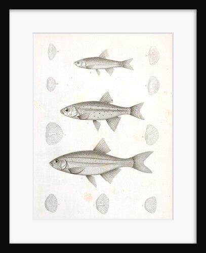 1-4. Richardsonius balleatus, Steilacoom Killy; 5-8. R. lateralis, Spotted Killy by George Suckley