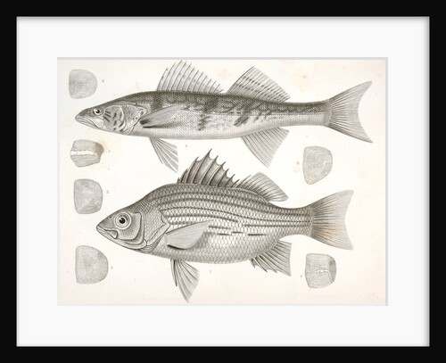 1-4. Labrax chrysops, Bass of the Mississippi, 5-8. Stizostedion boreus, Okow or Pike Perch by George Suckley