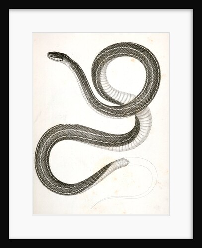 Eutania faireyi, Fairey's Garter Snake by George Suckley