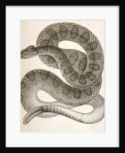 Crotalus confluentus, Prairie Rattle Snake by George Suckley