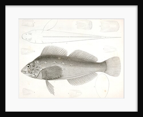 Chiropsis constellatus, Starry Chiropsis by George Suckley