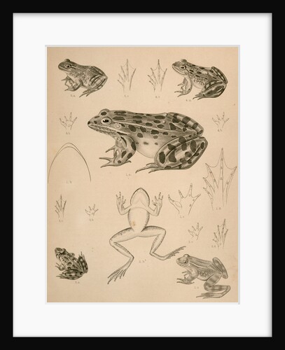 Untitled by George Suckley