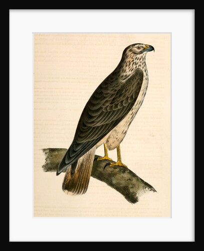 Buteo Cooperii, California Hawk by George Suckley