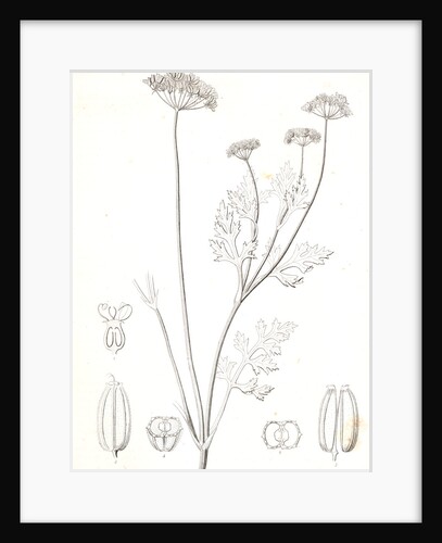 Untitled by George Suckley