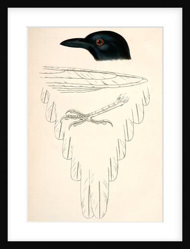 Pica hudsonica, Black-billed Magpie by George Suckley
