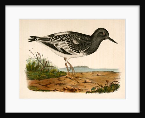 Strepsilas melanocephalus, Black-headed Turnstone by George Suckley