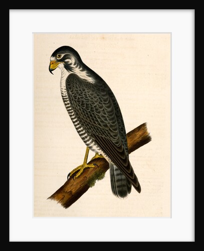 Falco nigriceps, Western Duck-Hawk by George Suckley