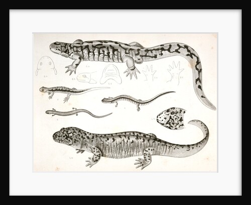 Untitled by George Suckley