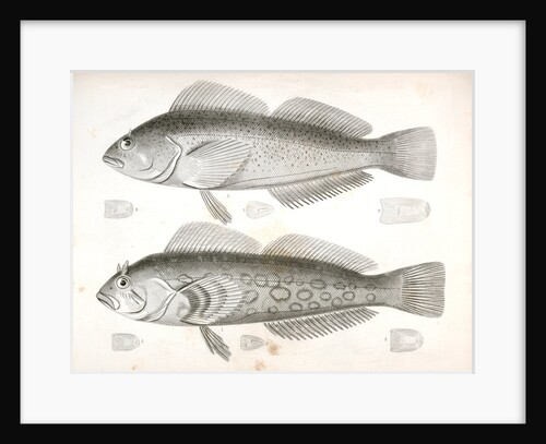 Chiropsisi pictus, Painted Chiropsis; 5-8. Chiropsis guttatus, Speckled Chiropsis by George Suckley