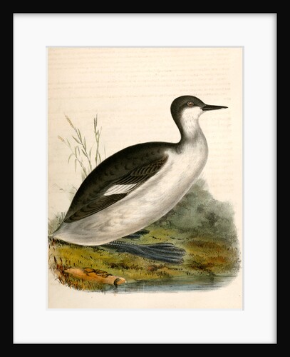 Podiceps californicus, California Grebe by George Suckley