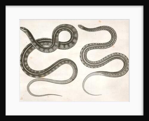 1. Eutania cooperi, Red Striped Garter Snake; 2. Eutania concinna, One Striped Garter Snake by George Suckley