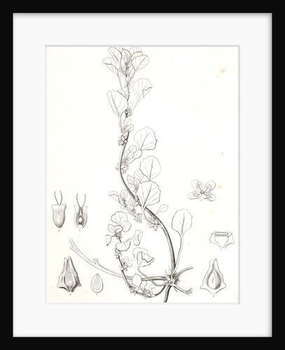 Untitled by George Suckley