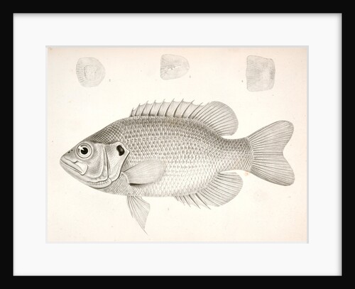 Ambloplites aeneus, Black Bass, &amp;c by George Suckley