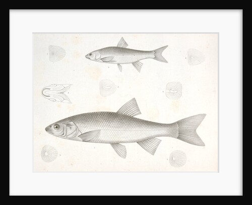 1-5. Cheonda cooperi, Vancouver Chub; 6-9. Cyprinoid (undetermined) by George Suckley