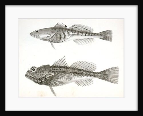 1. Aspicottus bison, Buffalo Sculpin; 2. Leptocottus armatus, Slender Sculpin by George Suckley