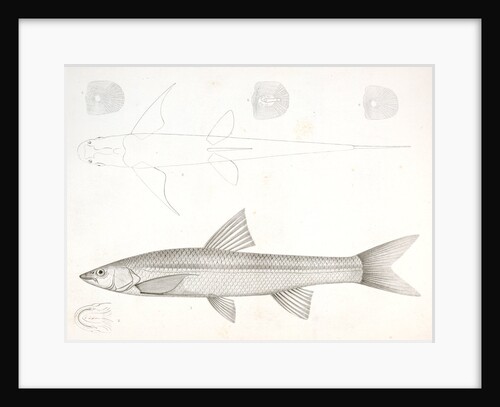 1-6. Pogonichthys communis, Nebraska Dace by George Suckley