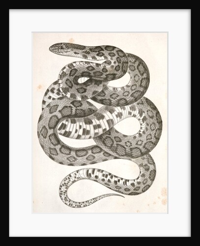 Scotophis vulpinus, Fox Snake by George Suckley