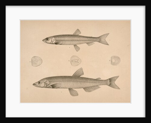 Fish by George Suckley