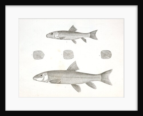 1-4. Acomus lactarius, Milk River Sucker; 5. Young of the same by George Suckley