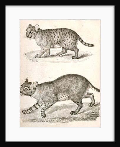 1. Red Cat; 2. American Panther by George Suckley