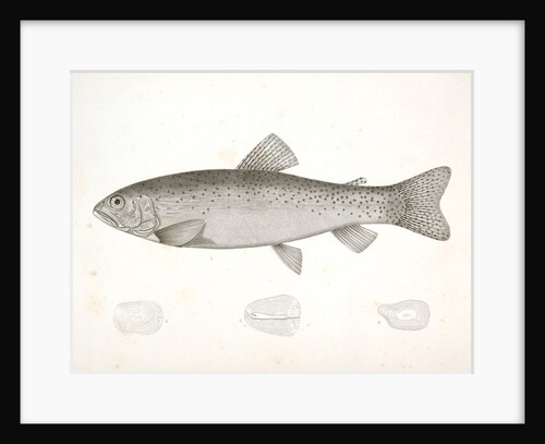 1-4. Salar lewisii, Lewis' Missouri Trout by George Suckley