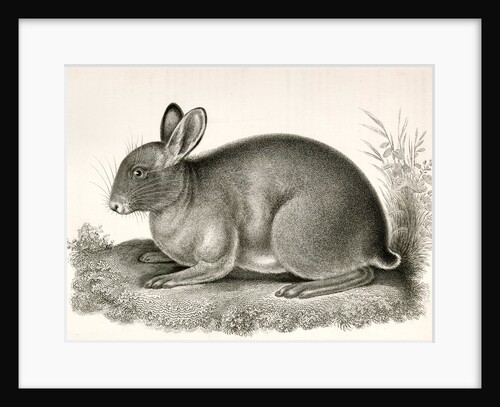 Lepus washingtonii, Red Rabbit by George Suckley