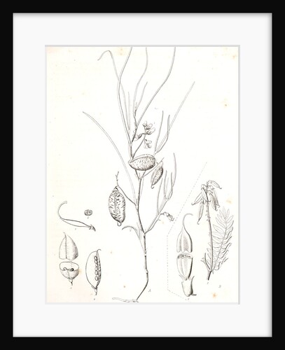 Untitled by George Suckley