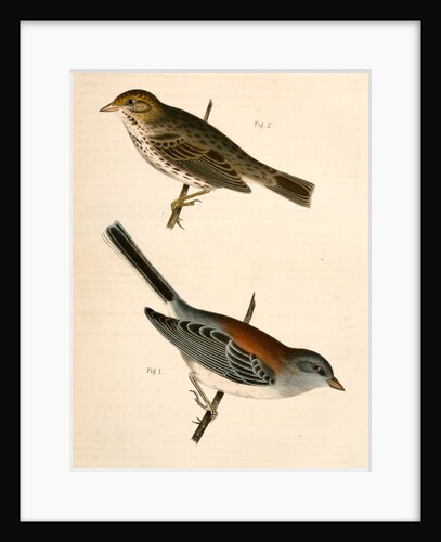 1. Junco dorsalis, New Mexican Snow Bird; 2. Passerculus sandwichensis by George Suckley