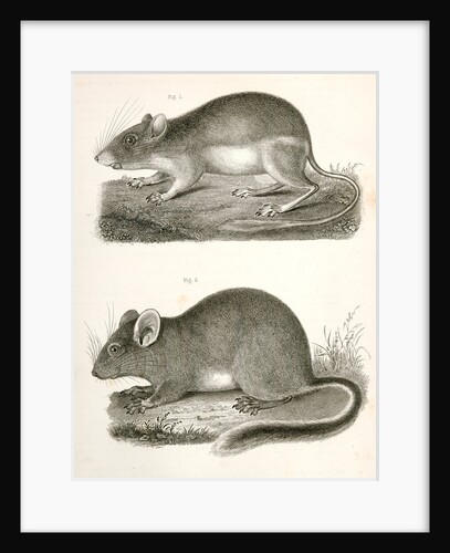 1. Dipodomys agilis, Pouched Jumping Mouse (California, Oregon?); 2. Neotoma occidentalis, Bushy Tailed Rat (coast of Washington Territory) by George Suckley