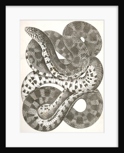 Pituophis sayi, Prairie Bull Snake by George Suckley