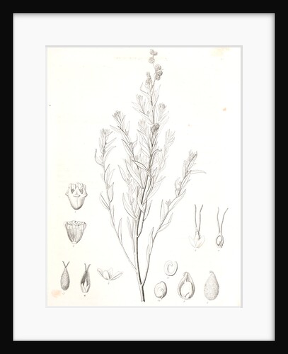 Untitled by George Suckley