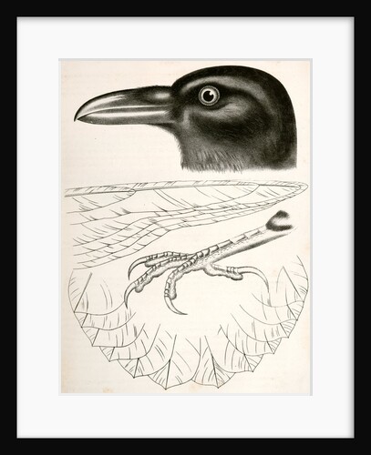Corvus carnivorus, Northern Raven by George Suckley