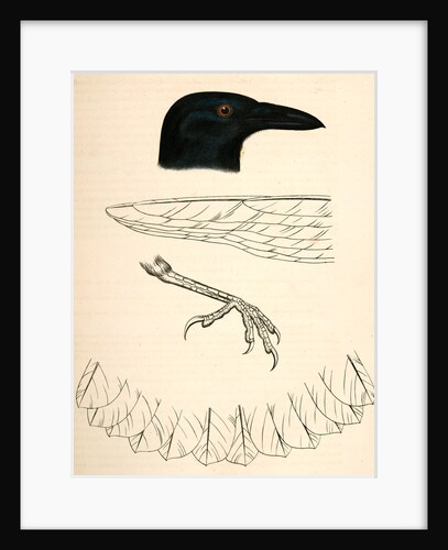 Corvus caurinus, Northwestern Fishcrow by George Suckley