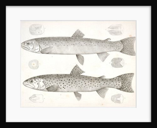 1-4. Salmo gibbsii, Gibbs' Salmon Trout; 5-8. Salmo stellatus, Star-spotted Brook Trout by George Suckley